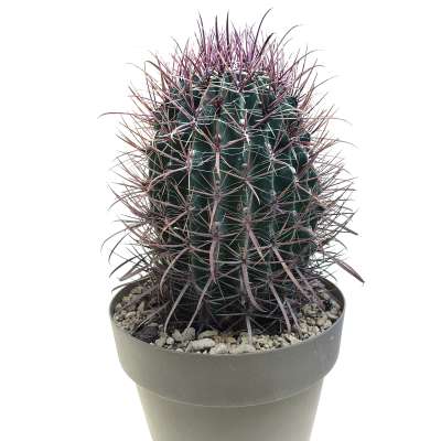 Ferocactus wislizeni subs. herrerae (Old plant) - Giromagi